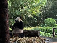 -都江堰中华大熊猫苑