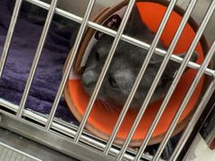 -瑞派康怡24h宠物医院·犬猫医疗中心·微创绝育(瑞景分院)