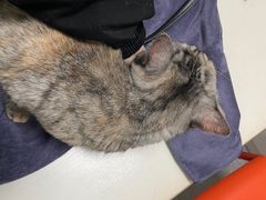 -伟伟宠物医院·瑞派猫友好医院·猫科(光谷店)