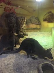 -未来动物城主题公园(正弘城店)
