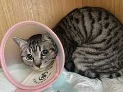 -瑞派宠物医院·中兽医专科(中央商城分院)