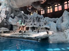 -帝企鹅自助餐厅•儿童岛•真企鹅(长隆企鹅酒店)