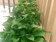 -麦悠悠·SPA·推拿(太阳山路店)