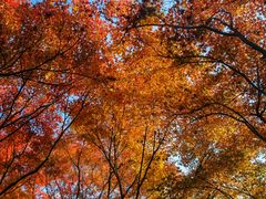 -秋霞圃