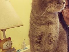 -猫色咖啡·猫咖