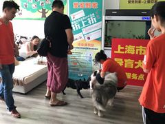 -翊宠yipet猫狗购宠庄园犬舍•猫舍