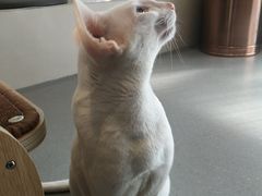 -飞行喵MR PILOT|猫舍·猫咖(静安大融城店)