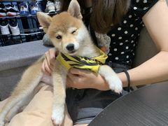 -逗柴咖啡屋·狗咖猫咖宠物桌游