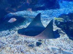 -海合安武汉极地海洋公园