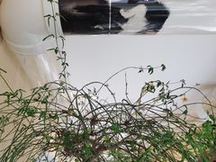 -萤火虫咖啡(后海店)