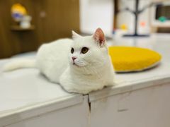 -COLOR PETS 撸猫馆·购猫·猫咖(长风大悦城店)