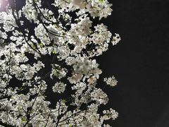 -武汉大学-樱园