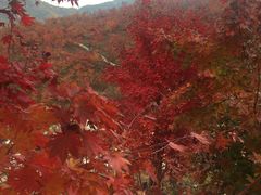 -龙道沟景区