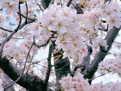 -顾村公园
