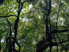-绮园景区