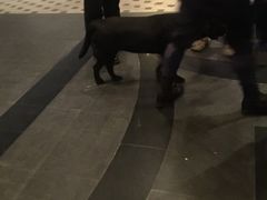 -宿务丽笙酒店