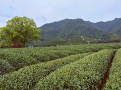 -龙坞茶村