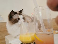 -滚猫咖啡·猫咖·猫友好撸猫(未来城店)