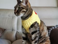 -宠颐生猫科·内科皮肤科(西平世纪城店)