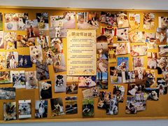 -翊宠yipet猫狗购宠庄园犬舍•猫舍