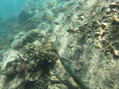 -东姑阿都拉曼海洋公园