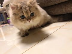 -猫大福·Fortune Cat猫舍(百子湾店)