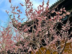 -红梅公园