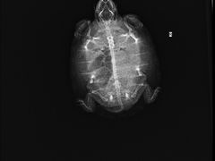 -雨林宠物医院 非犬猫异宠专科
