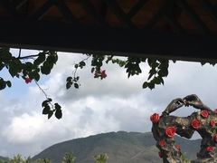 -亚龙湾国际玫瑰谷