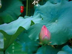 -陈家山荷花公园