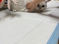 -爱侣·安琦尔宠物医院·中兽医针灸·心内科·狂犬免疫点(宝山区院)
