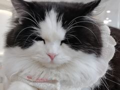 -共舞时光猫咖·狗咖(新街口店)