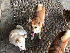 -柴犬高等学院·狗咖·柴犬售卖·宠物训练