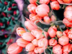 -循礼门鲜花花市(武汉循礼门店)