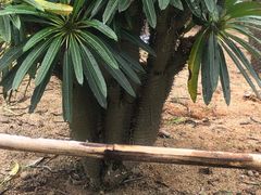 -东莞植物园