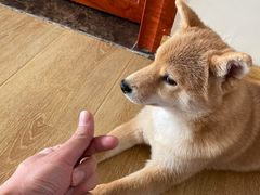 -柴犬小屋·柴餐厅·狗咖食堂(金鼎广场店)