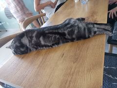 -平行世界·猫咖(首经贸店)