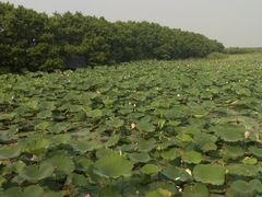 景点-大湾区中央湿地公园