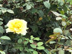 -洛阳市隋唐城遗址植物园