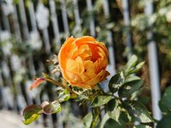 -杭州观成实验学校