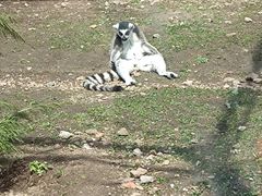 -哈尔滨北方森林动物园