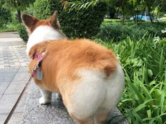 -美联众合爱康动物医院•复杂内科•肿瘤科•牙科•腔镜诊疗中心