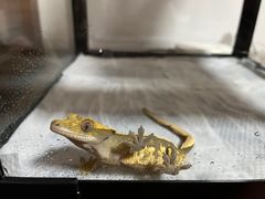 -酷以爬仙阁实体爬宠店·守宫·蜥蜴·专业繁育