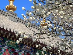 -护国法轮寺