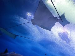 -珠海长隆海洋王国