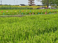 -杭州湾海上花田景区