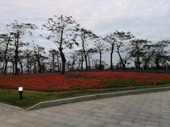 -芒洲湿地公园