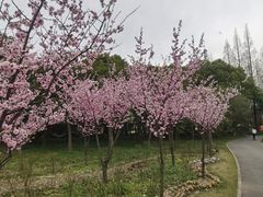 -上海滨江森林公园