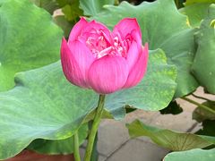 -莲花池公园