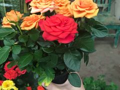 -金陵花卉交易市场